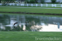 Canadian Geese