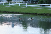 Canadian Geese