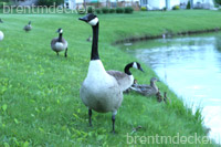 Canadian Geese