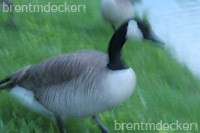 Canadian Geese