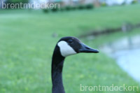 Canadian Geese