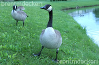 Canadian Geese