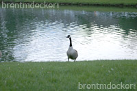 Canadian Geese