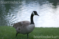 Canadian Geese