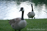 Canadian Geese