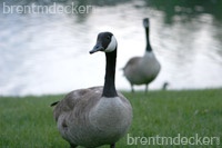 Canadian Geese