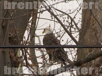 Bald Eagle