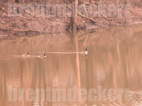 Canadian Geese