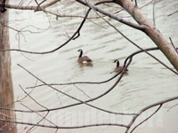 Canadian Geese