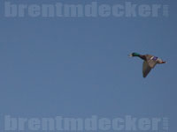 Duck