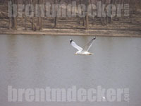 Ring-billed Gull