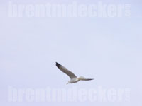 Ring-billed Gull