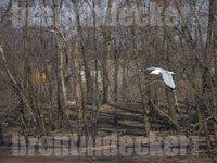 Ring-billed Gull