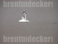 Ring-billed Gull