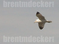 Ring-billed Gull