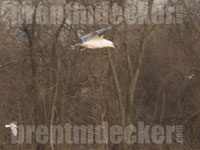 Ring-billed Gull