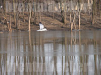 Ring-billed Gull