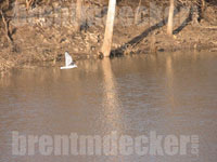 Ring-billed Gull