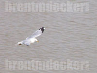 Ring-billed Gull