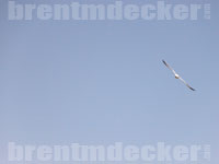 Ring-billed Gull