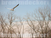 Ring-billed Gull