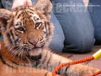 Tiger Cub