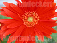 Gerbera