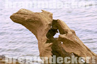 Drift Wood