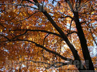 Autumn Trees