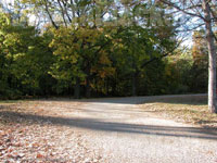 Autumn Trees