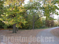 Autumn Trees