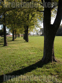 Autumn Trees