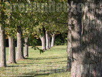 Autumn Trees