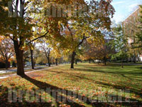 Autumn Trees