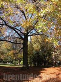 Autumn Trees