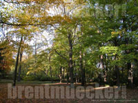 Autumn Trees