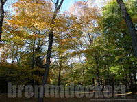Autumn Trees