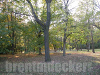 Autumn Trees