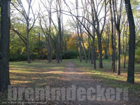 Autumn Trees