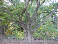 Autumn Trees