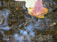 Leaf