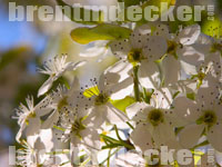 Spring Tree Flowers