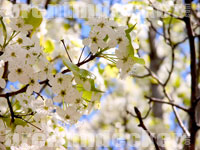 Spring Tree Flowers