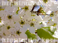 Spring Tree Flowers