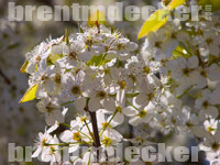 Spring Tree Flowers
