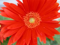 Gerbera