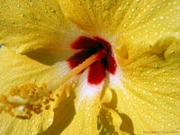 Hibiscus