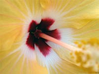 Hibiscus